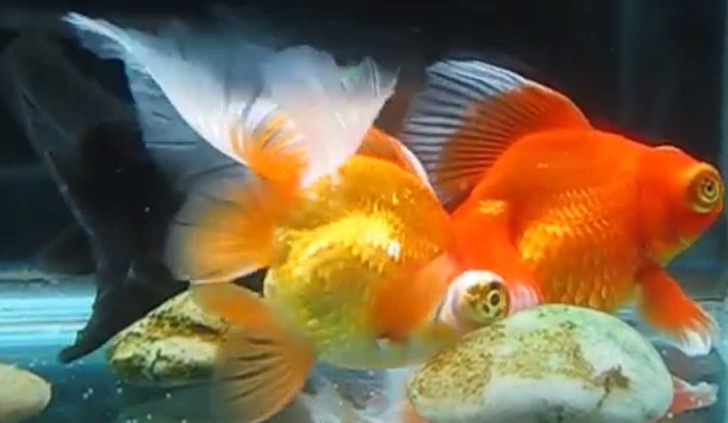 telescope goldfish female vs male