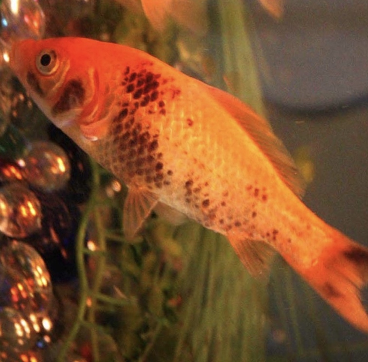 Black Spots On Goldfish Goldfish Care Information Diseases Treatments