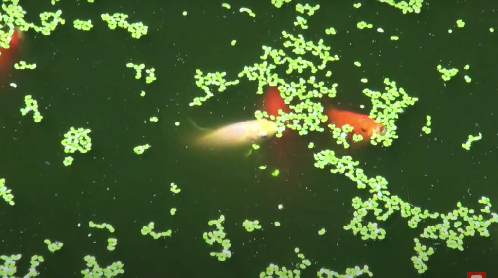 fish that eat duckweed in ponds