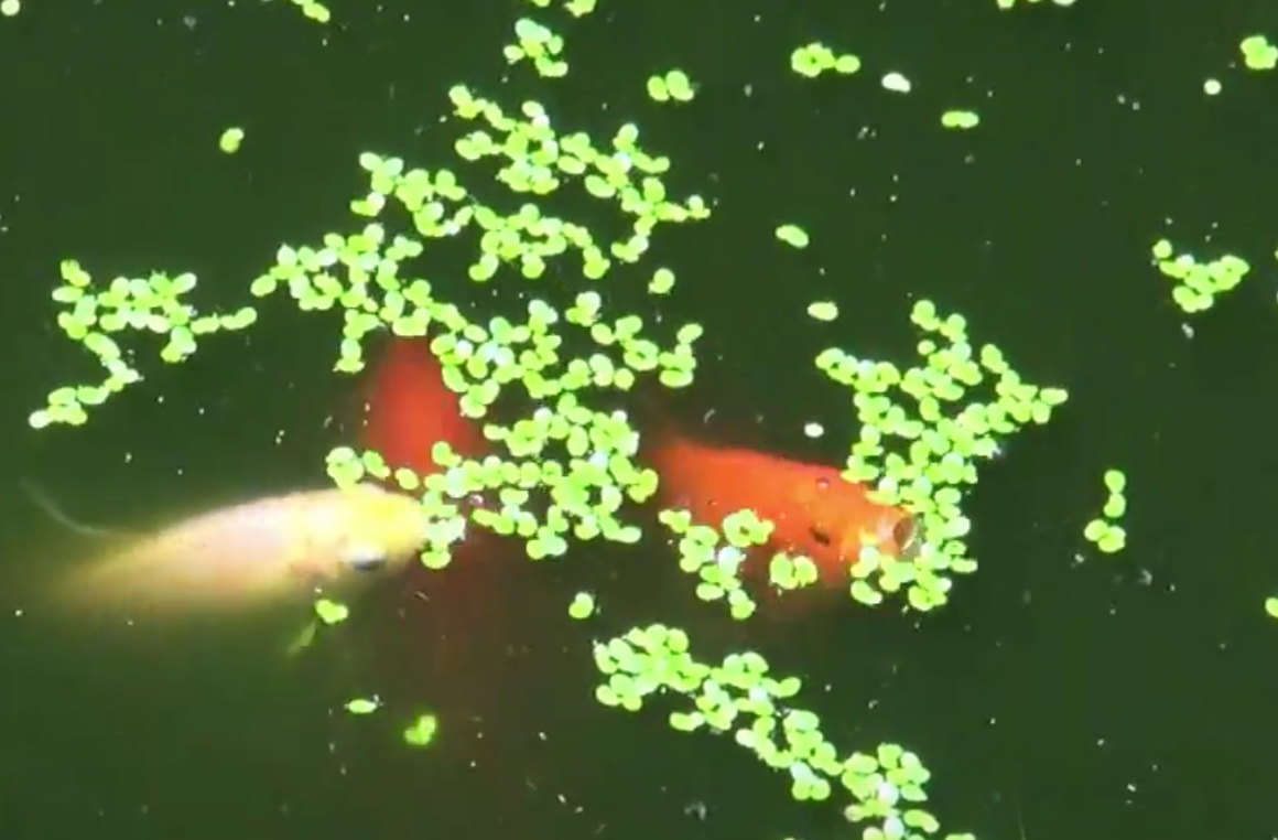 Is Duckweed Poisonous